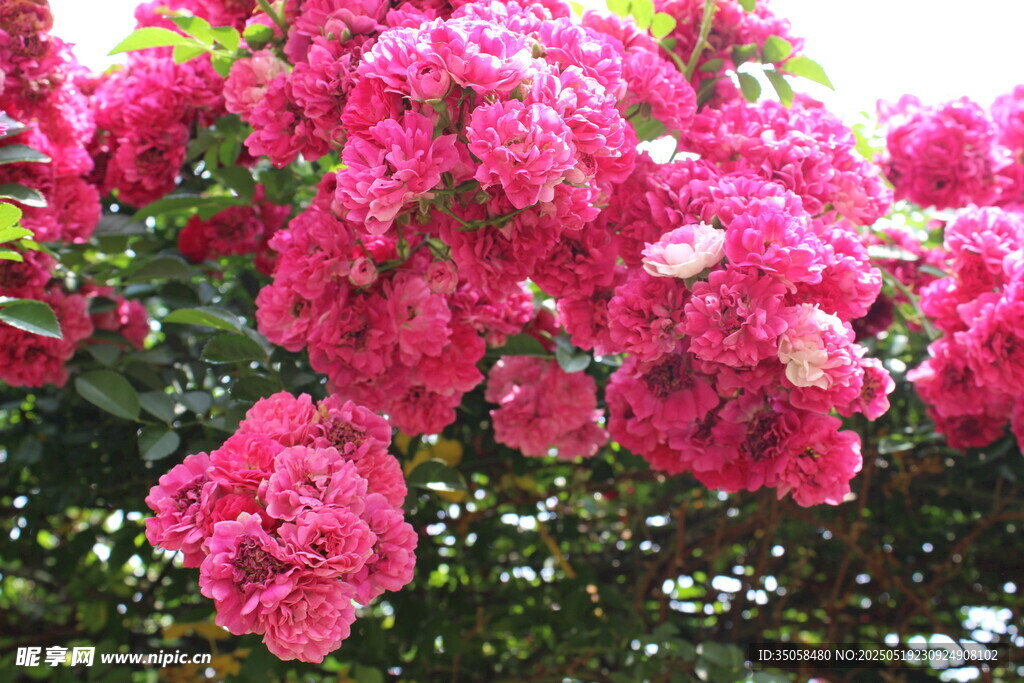 蔷薇花  