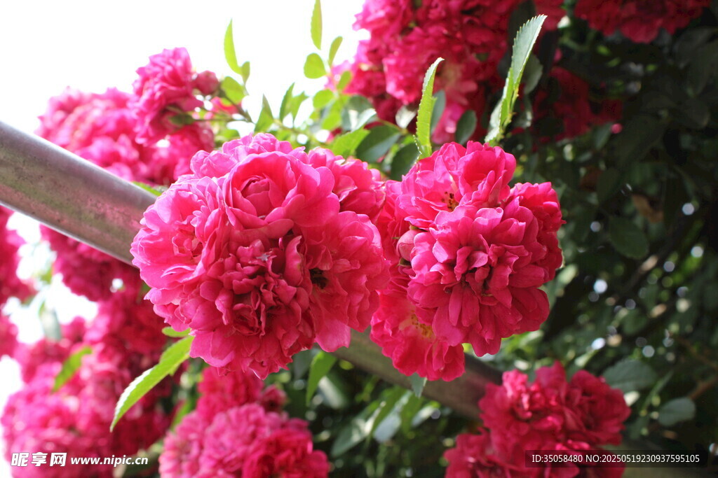 蔷薇花 