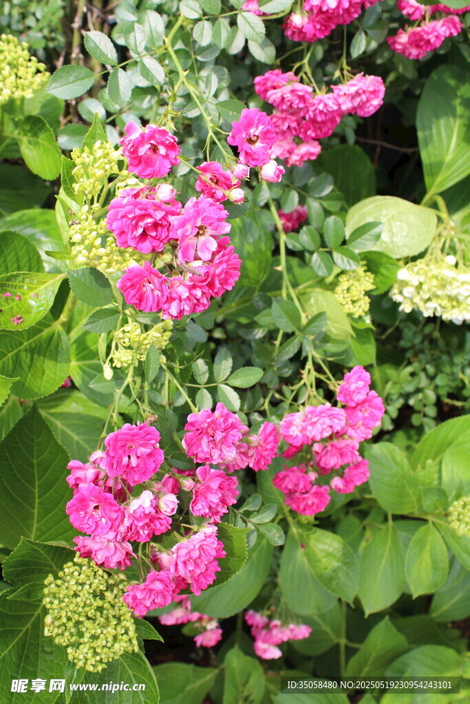 蔷薇花 
