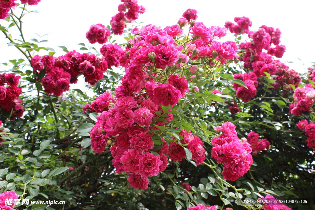 蔷薇花  