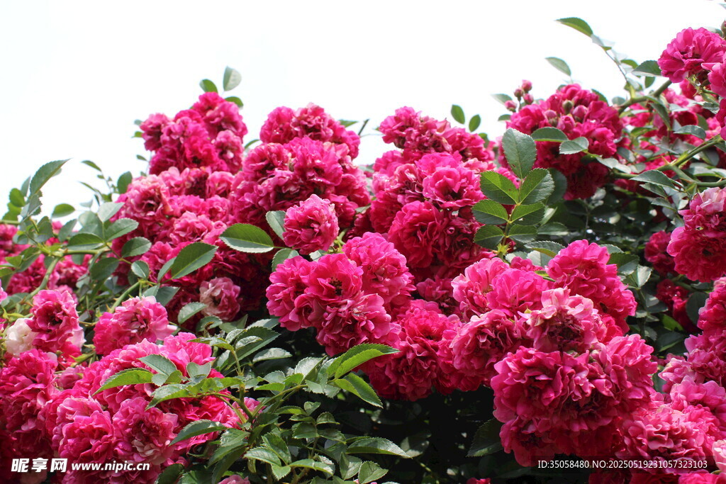 蔷薇花 
