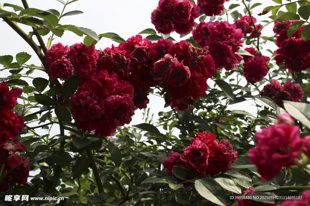 蔷薇花  