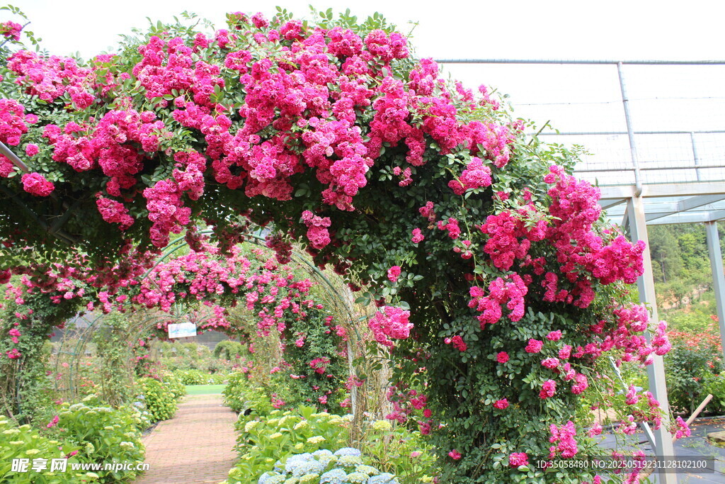 蔷薇花  