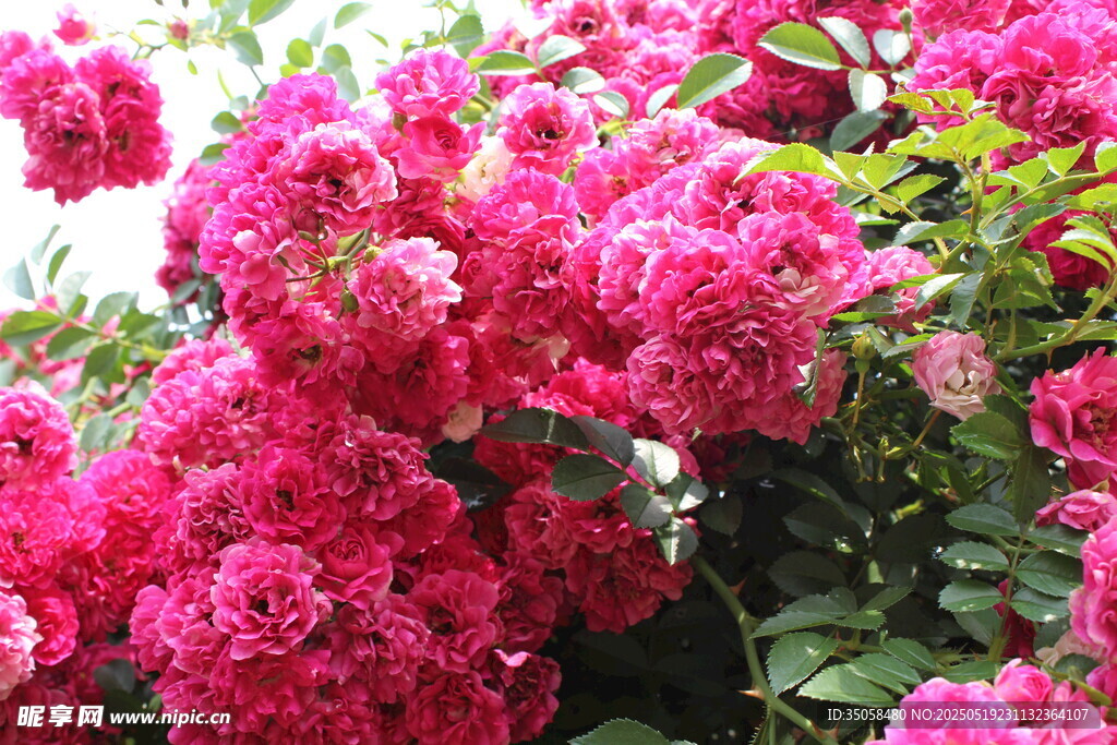 蔷薇花  