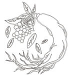 人参