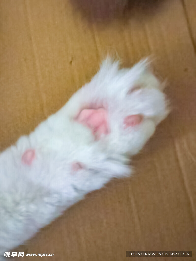 可爱猫咪粉嫩爪子特写