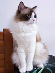 可爱布偶猫端坐