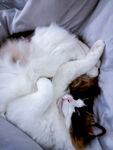 猫咪惬意蜷缩睡梦中