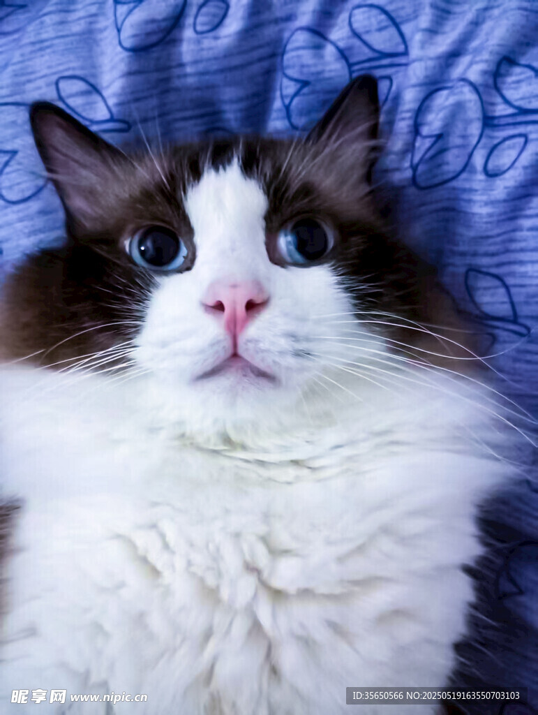 可爱布偶猫躺卧姿态