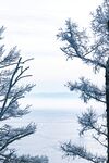 雪覆松枝 冬日静谧景致