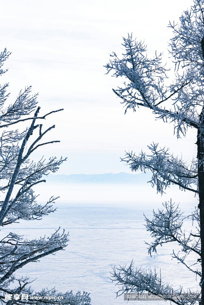 雪覆松枝 冬日静谧景致