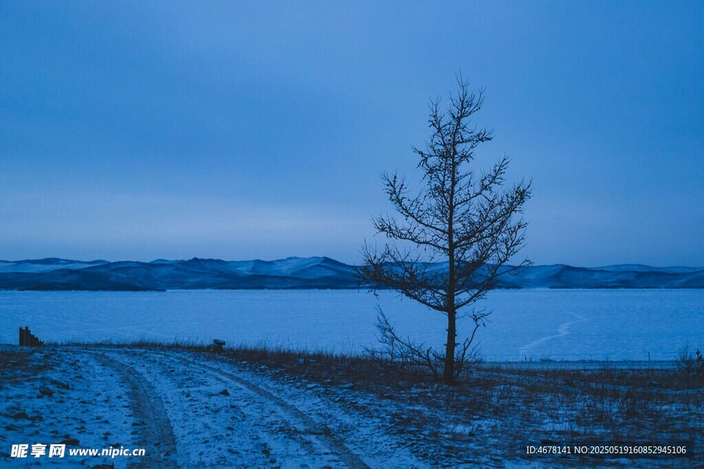 雪野孤树的静谧冬景