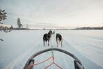 雪地中狗拉雪橇前行