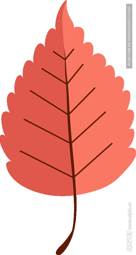 红色枫叶插画
