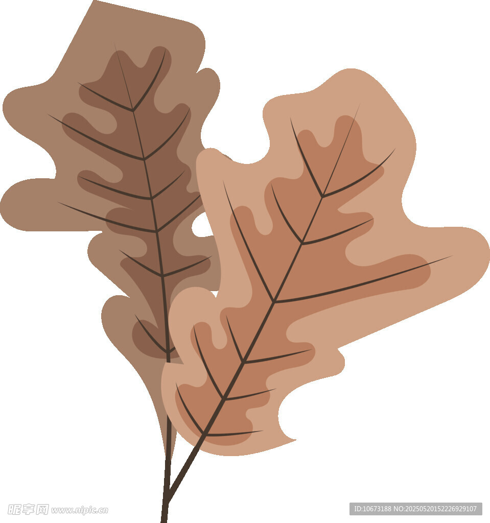 两片棕色橡树叶插画