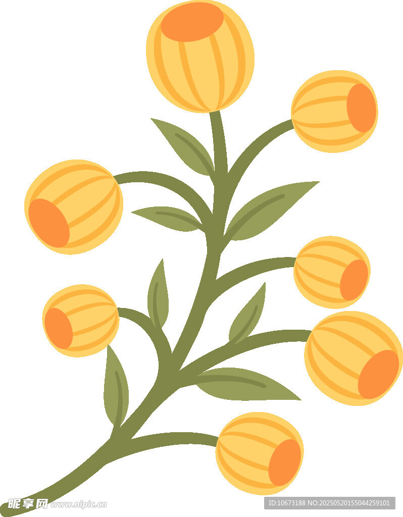 黄色花朵植物插画