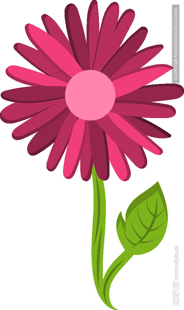 粉色雏菊插画