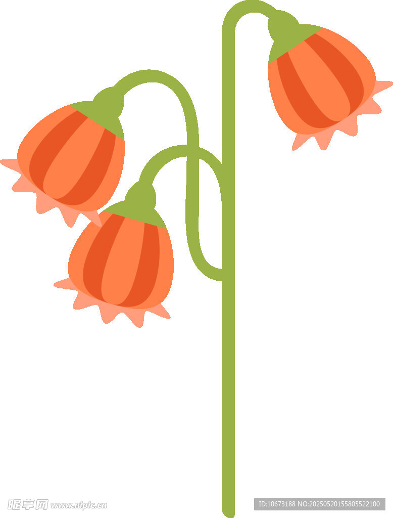 橙色铃状花朵插画