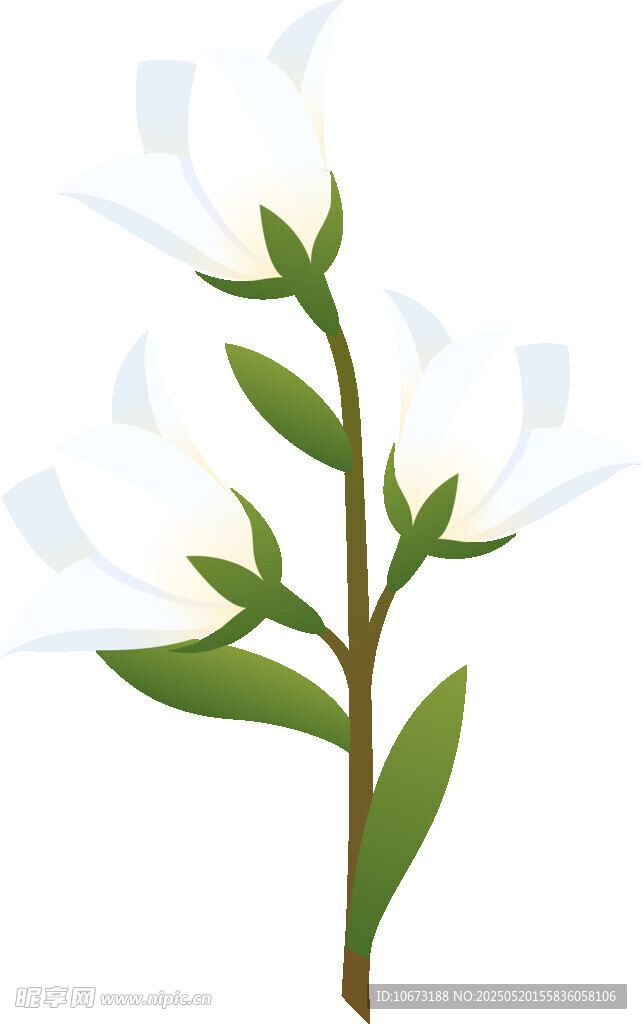 白色花朵植物插画
