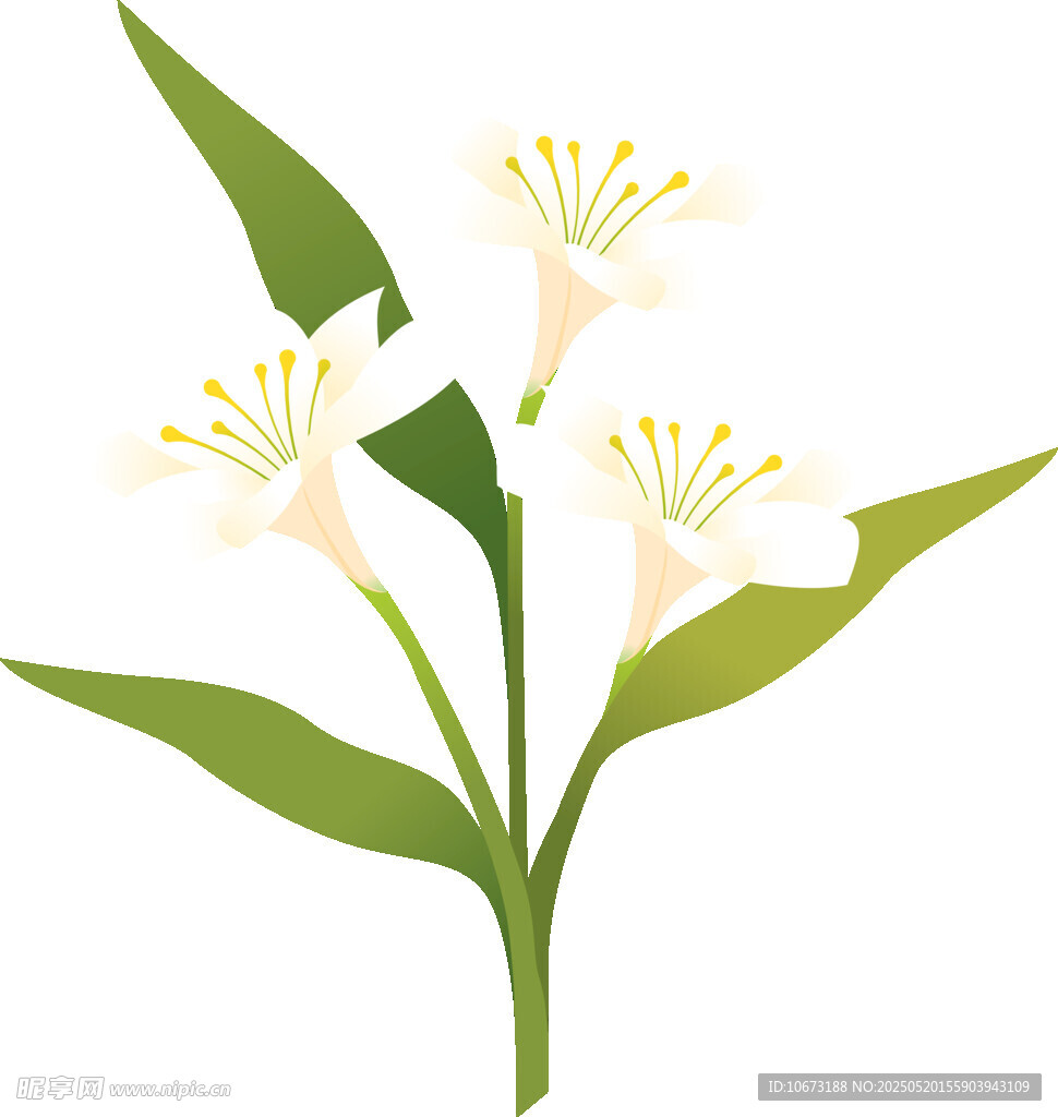 白色花朵插画