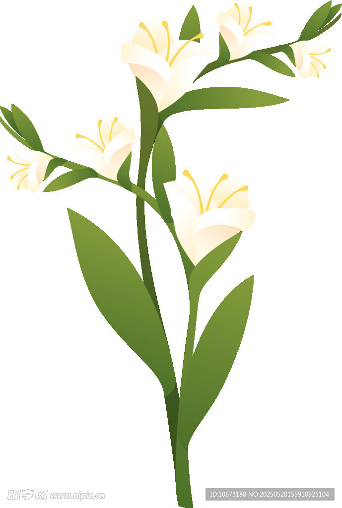 白色花卉插画