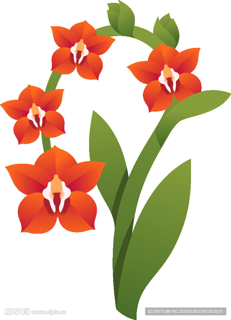 鲜艳橙红兰花插画