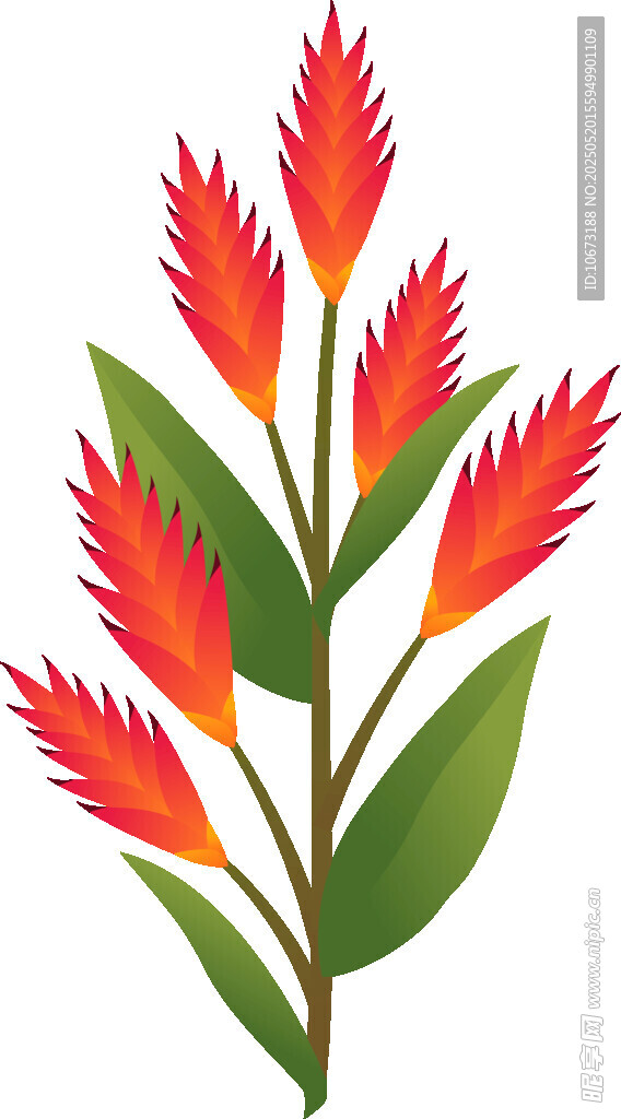 鲜艳火焰状花朵插画