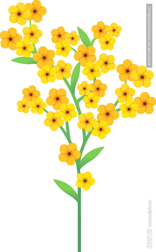 黄色小花插画