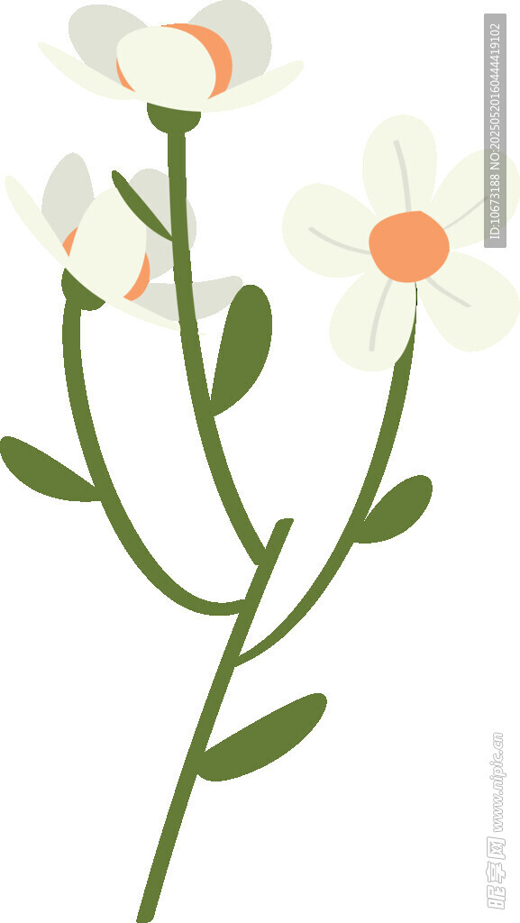 白色雏菊插画