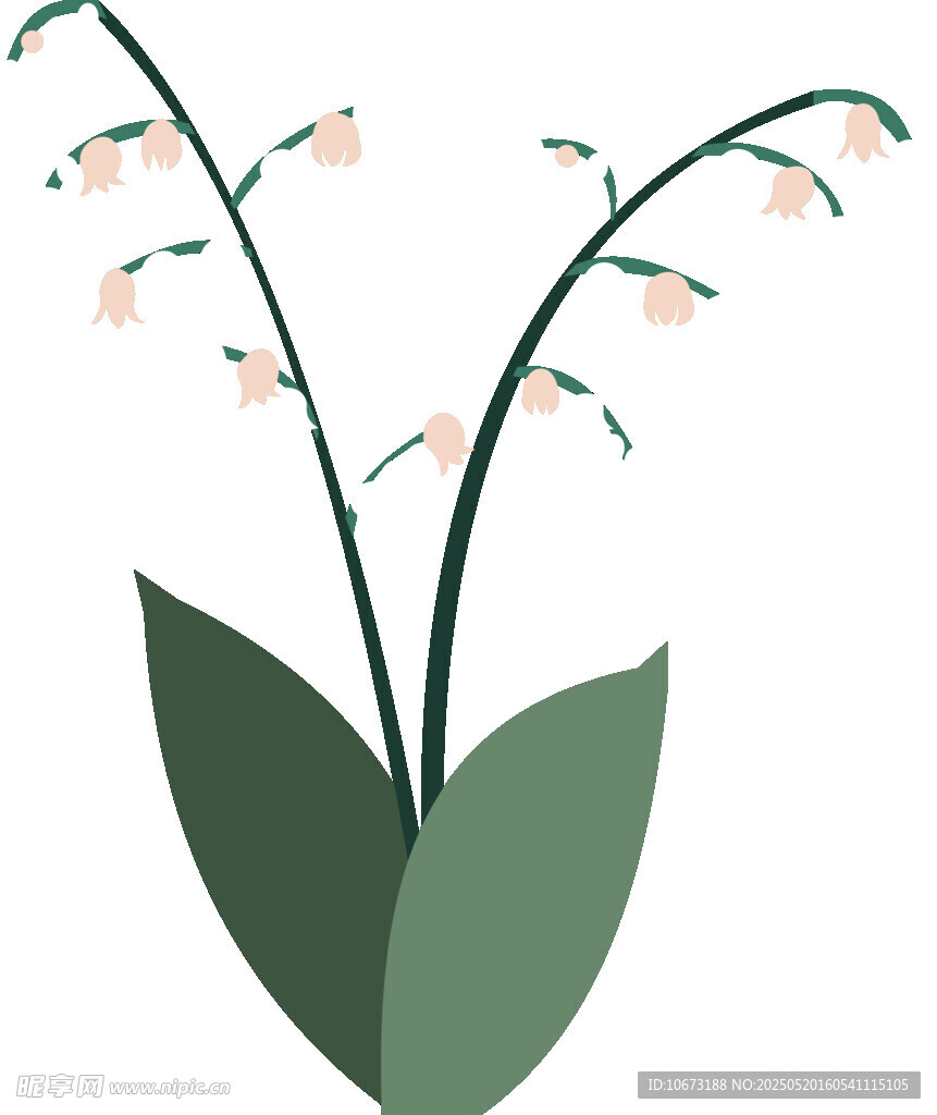 简约铃兰花插画