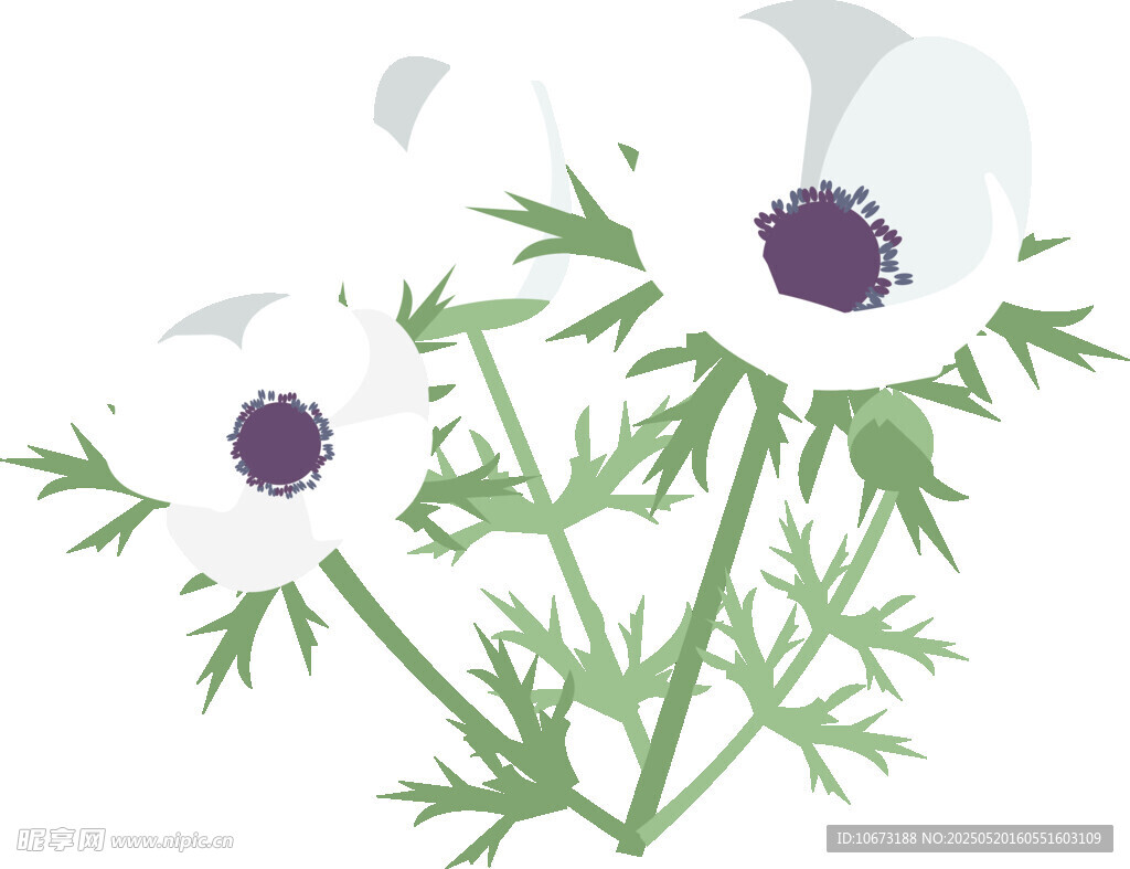 白色银莲花插画