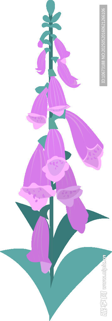 紫色风铃花插画