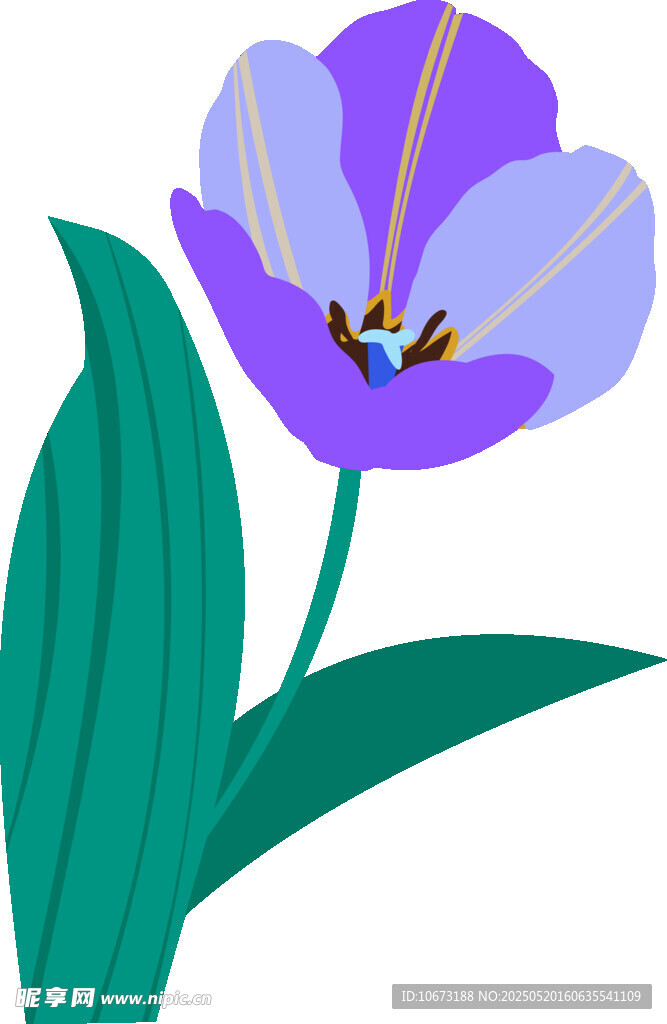 紫色郁金香插画