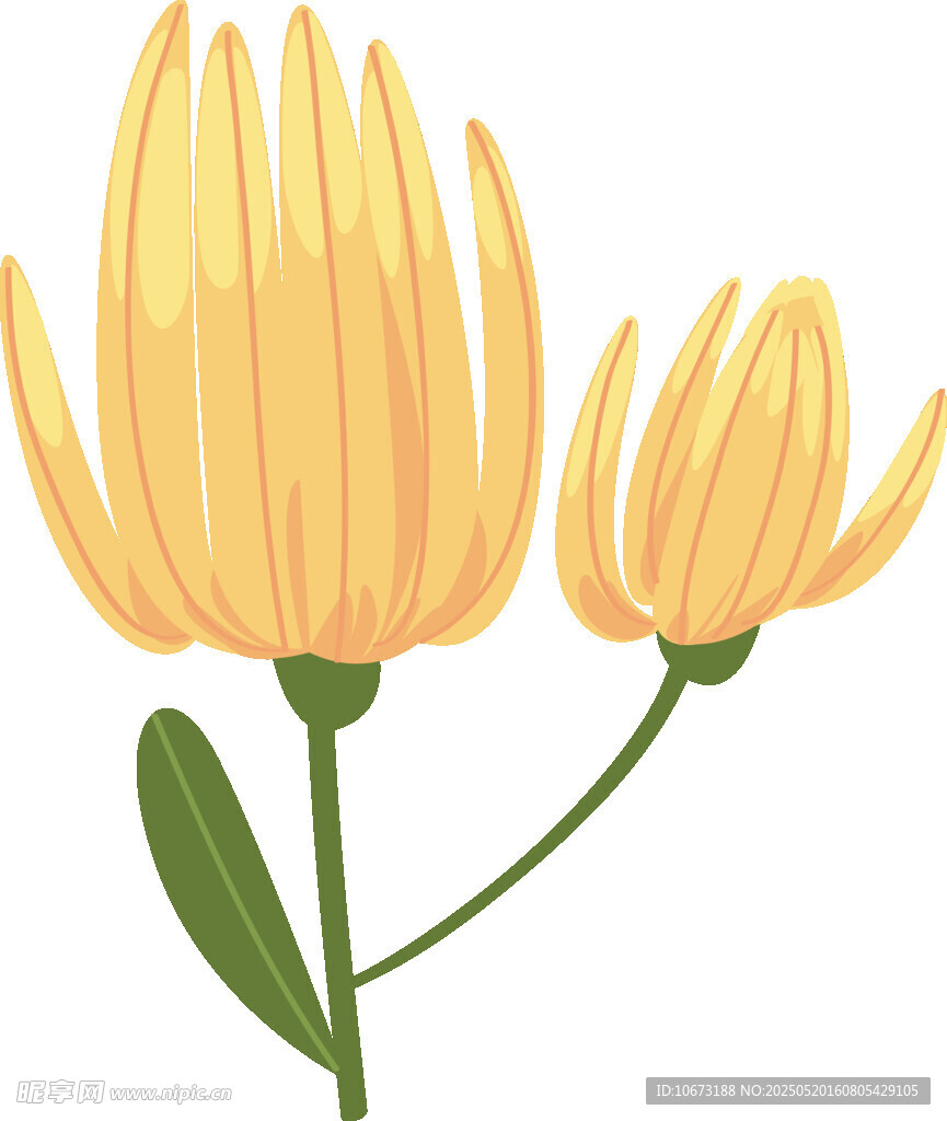两朵黄色菊花插画