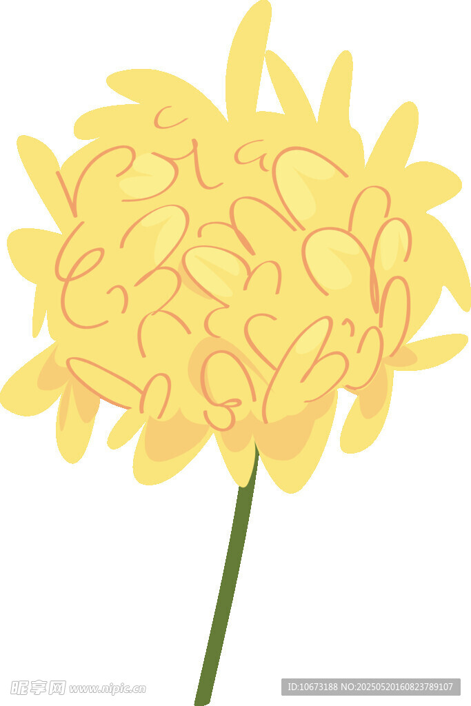 黄色菊花插画