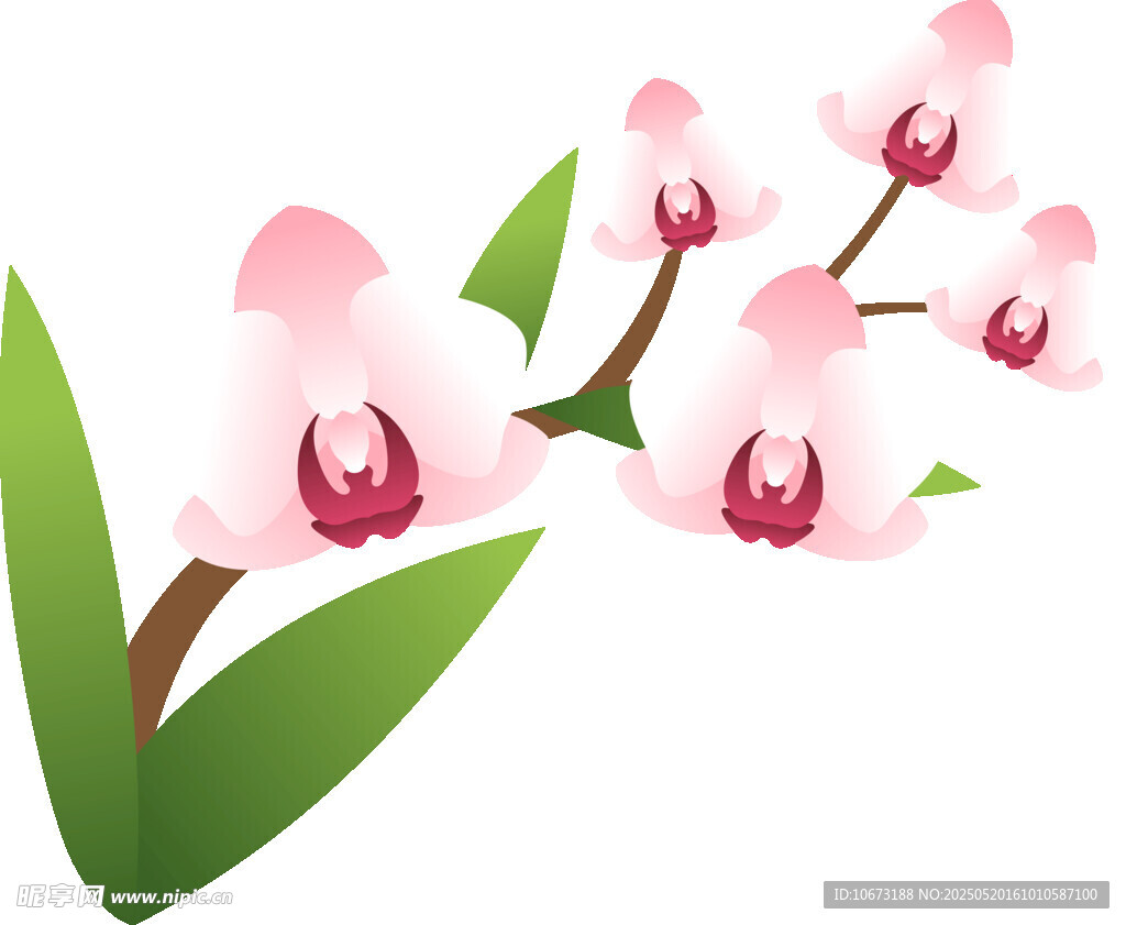 粉色兰花插画