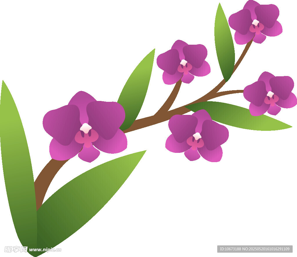 紫色兰花花枝插画
