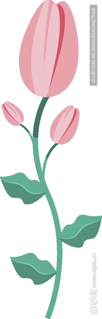 粉色郁金香插画