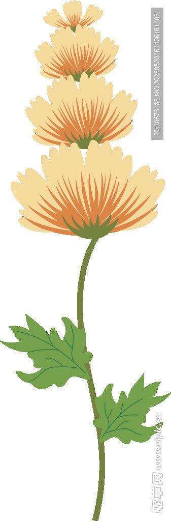 黄色菊花插画