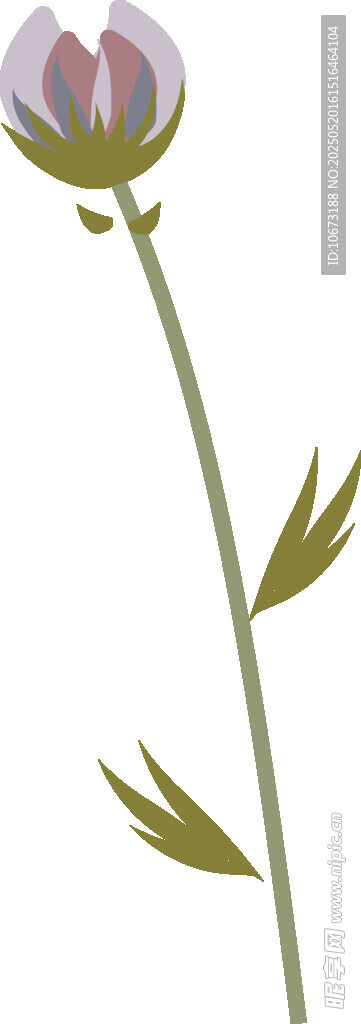 含苞待放的花朵