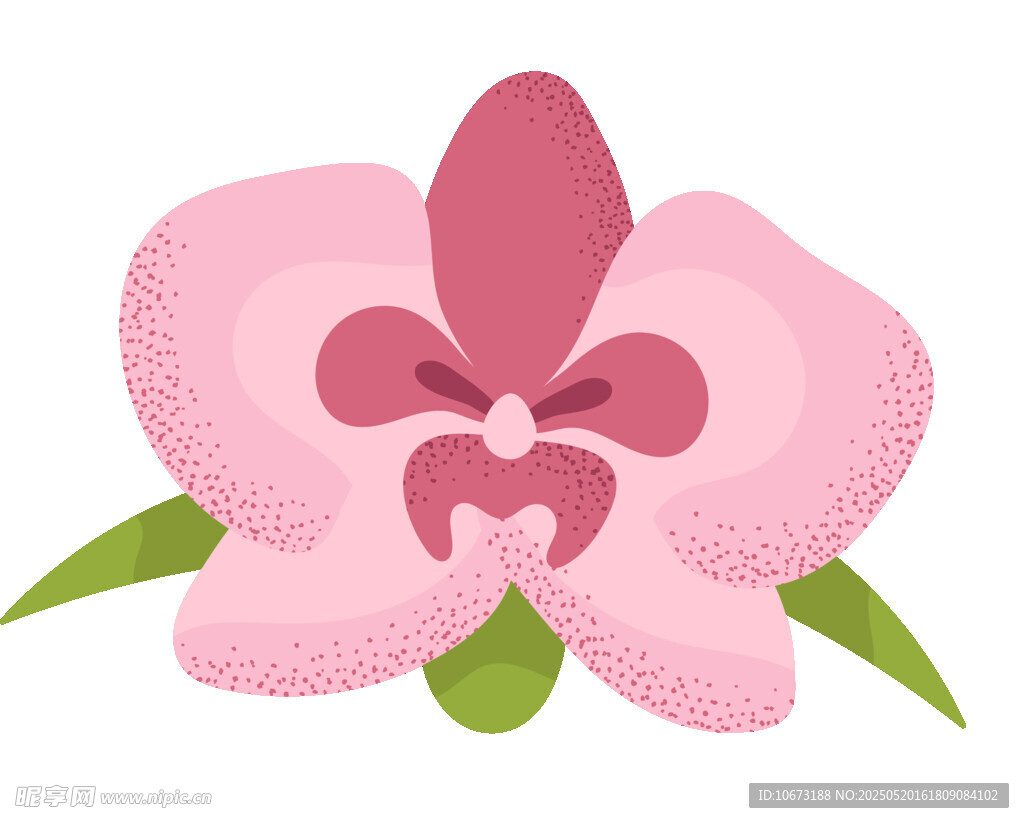 粉色兰花插画