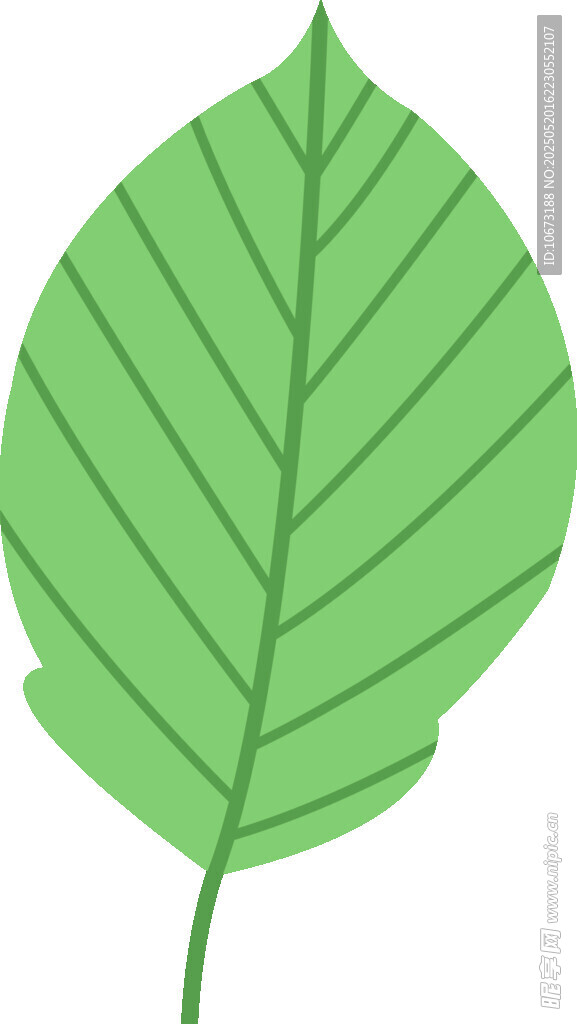 绿色单叶插画