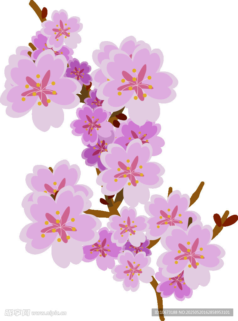 粉色樱花枝特写