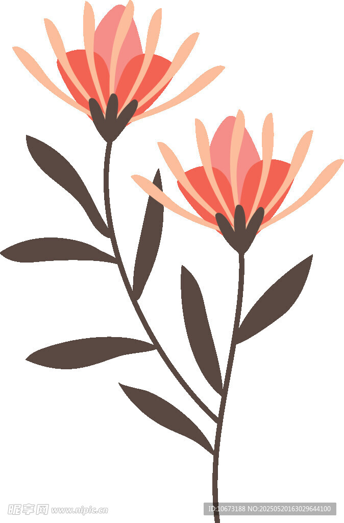 两朵橙色花卉插画