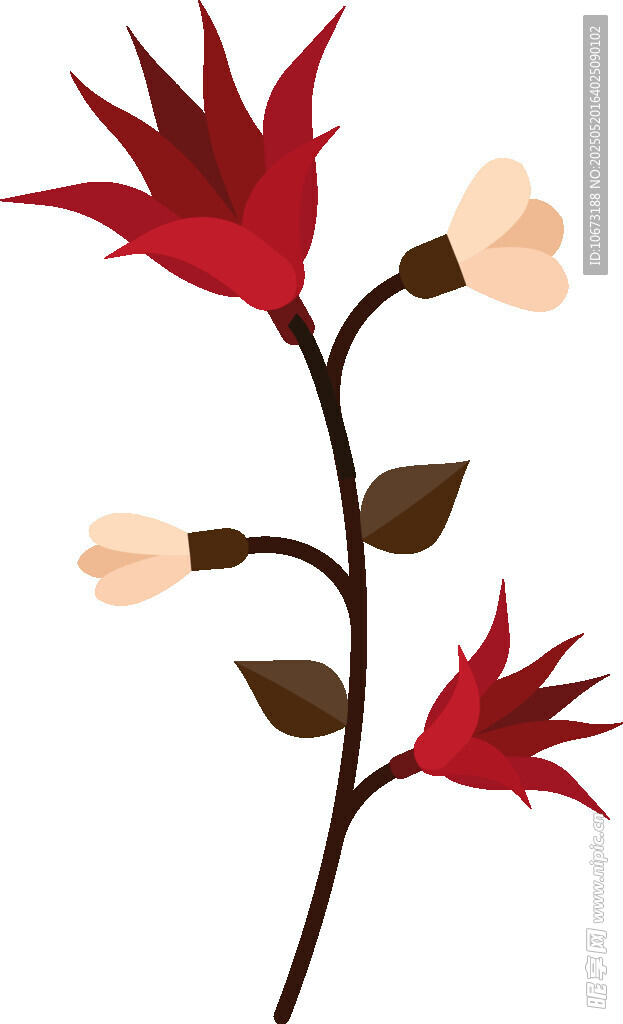红色花卉植物插画