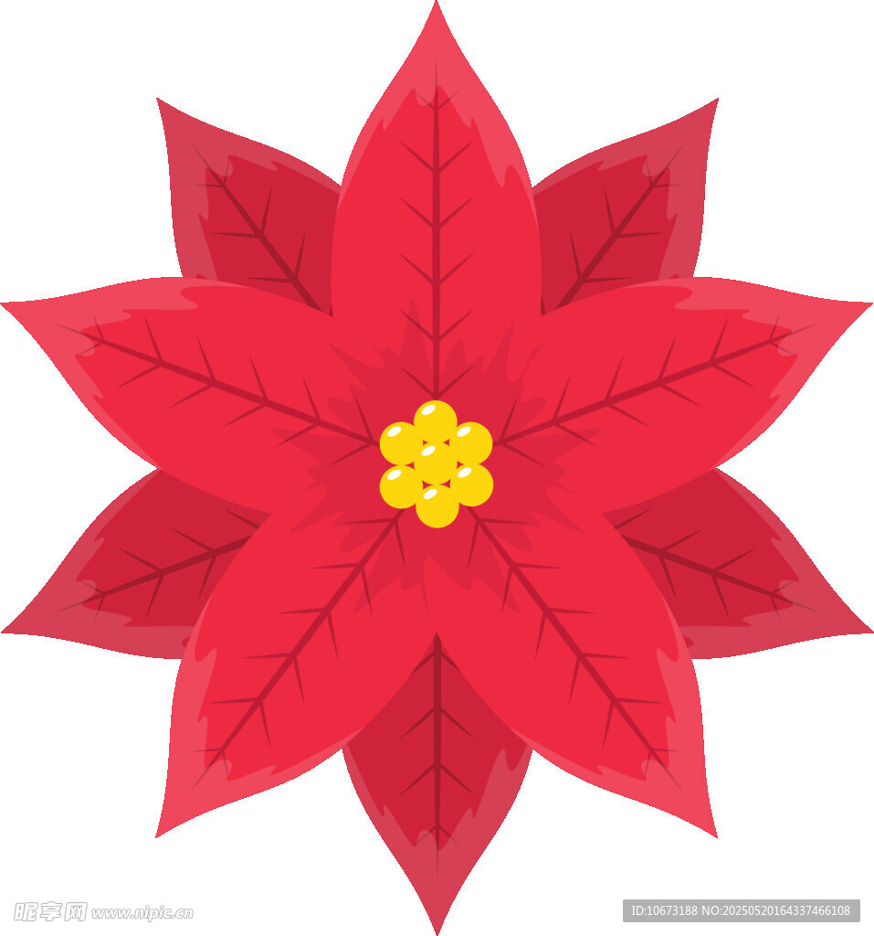 红色一品红花卉插画