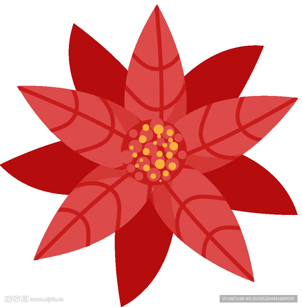 红色一品红花朵插画