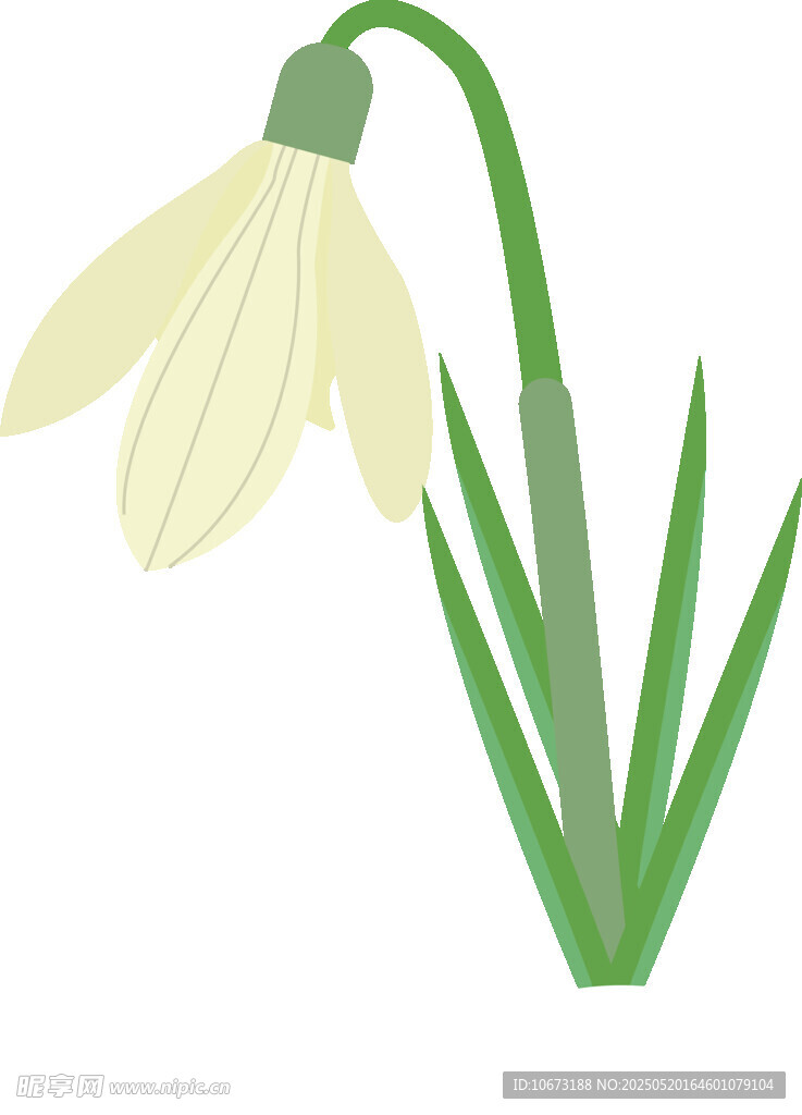 白色雪花莲插画