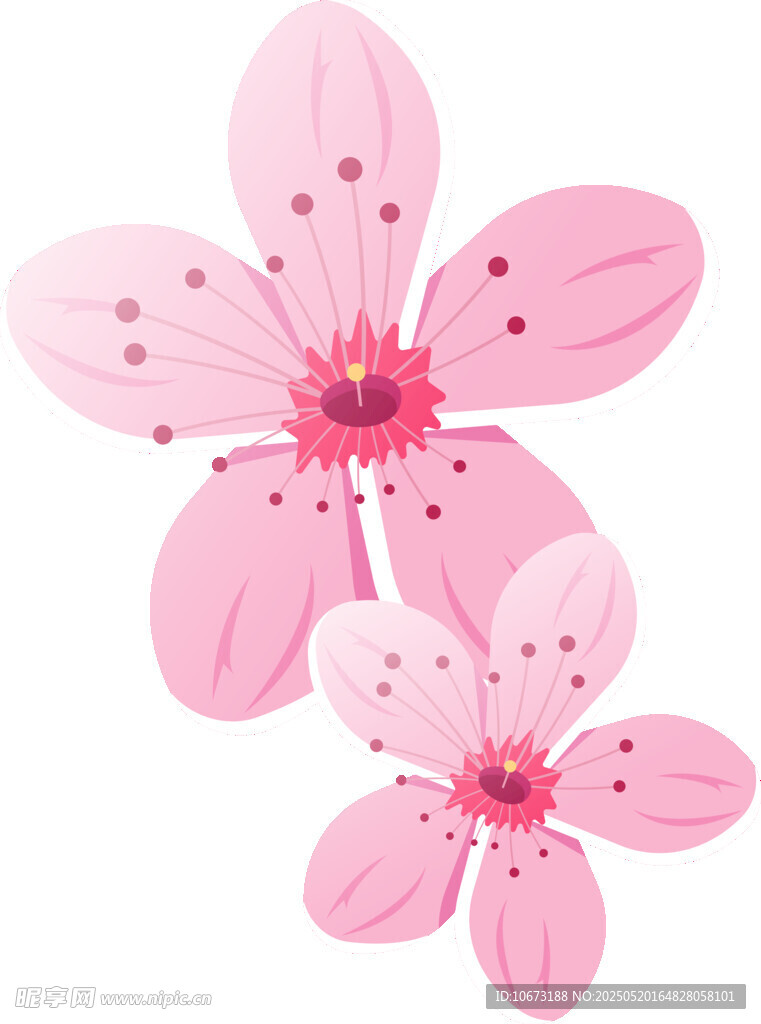 两朵粉色樱花插画
