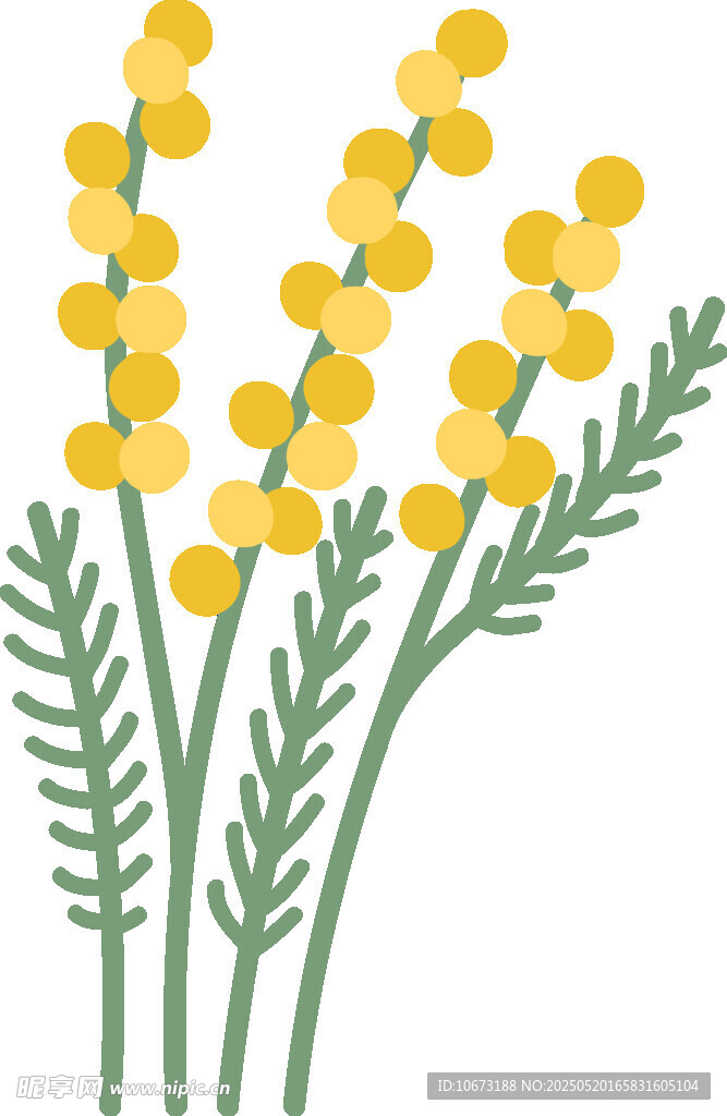黄色小花插画